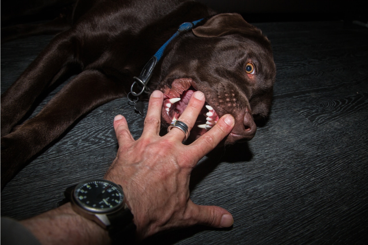 How Much is my Dog Bite Claim Worth
